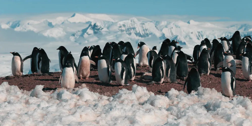 fond groupe de pingouins sur la banquise pour veilleuse pingouin produit
